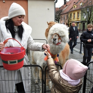 ord=szak-prochowice-fot-ewajak153.JPG