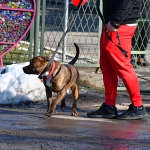 walentynki-schronisko-fot-zjak52.JPG