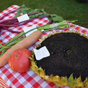 festival-kapusty-fot-ewajak218.JPG