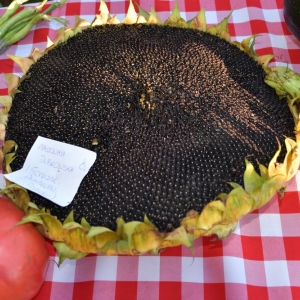 festival-kapusty-fot-ewajak219.JPG