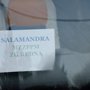 salamandrowe-dni-fot-zjak020.JPG