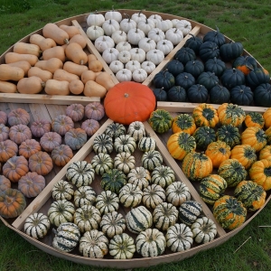 farma-dyni-fot-ewajak021.JPG