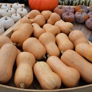 farma-dyni-fot-ewajak023.JPG