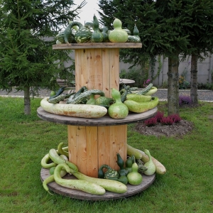 farma-dyni-fot-ewajak047.JPG