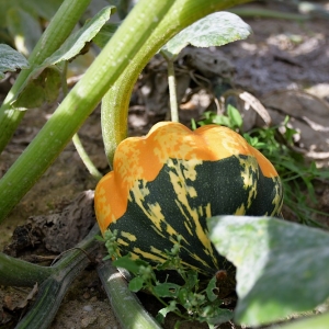 farma-dyni-fot-ewajak078.JPG