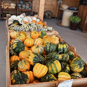 farma-dyni-fot-ewajak116.JPG