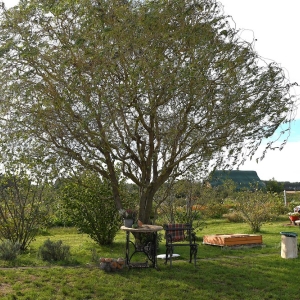 farma-dyni-fot-ewajak124.JPG
