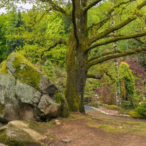 ogrod-japonski-fot-ewajak79.jpg