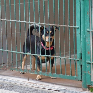 dzien-dziecka-schronisko-fot-zjak22.jpg