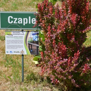 czaple-targ-fot-zjak41.jpg