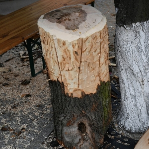plener-plastyczny-fot-zjak04.jpg