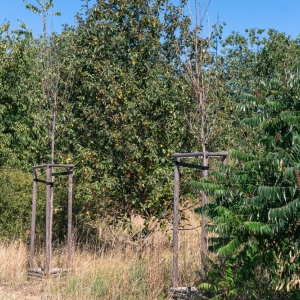 ronda-zachwaszczone-legnica-fot-ewajak029.jpg