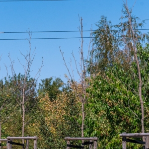 ronda-zachwaszczone-legnica-fot-ewajak053.jpg