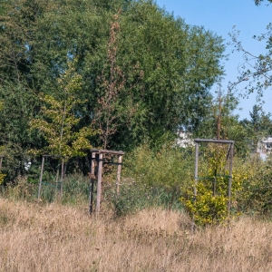 ronda-zachwaszczone-legnica-fot-ewajak084.jpg