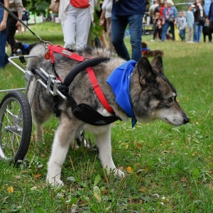 parada-psow-fot-ewajak038.jpg