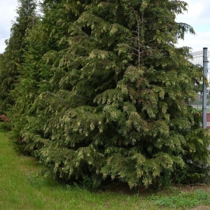 scinawa-zlobek-fot-zjak033.jpg