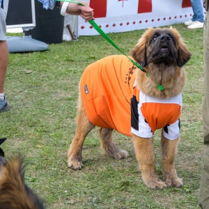 jubileusz-zaglebia-fot-ewajak153.jpg