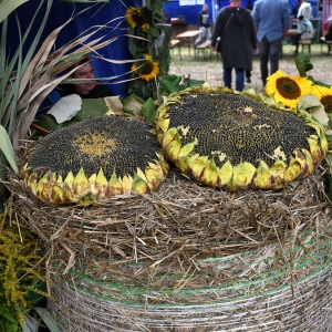 dozynki-polkowice-fot-zjak035.jpg